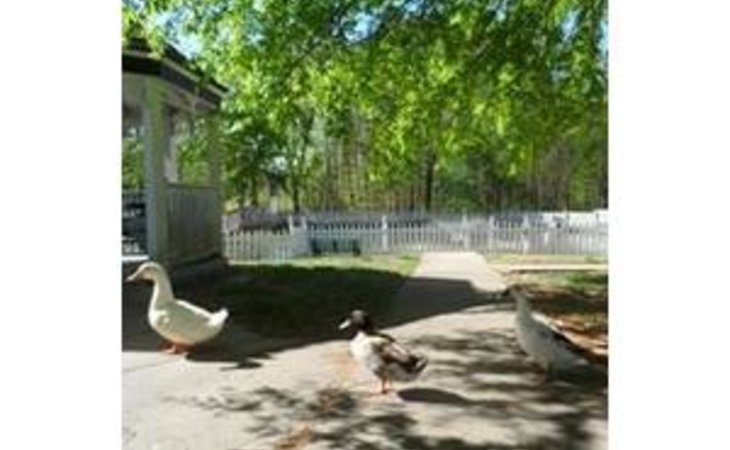 fern-terrace-of-murray-42071-1230910_4