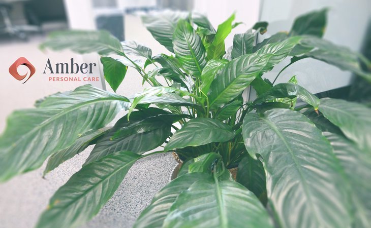 amber-personal-care-llc-80237-1266964_3