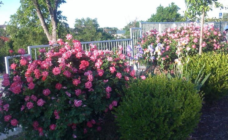 the-rose-house-65616-1367871_4
