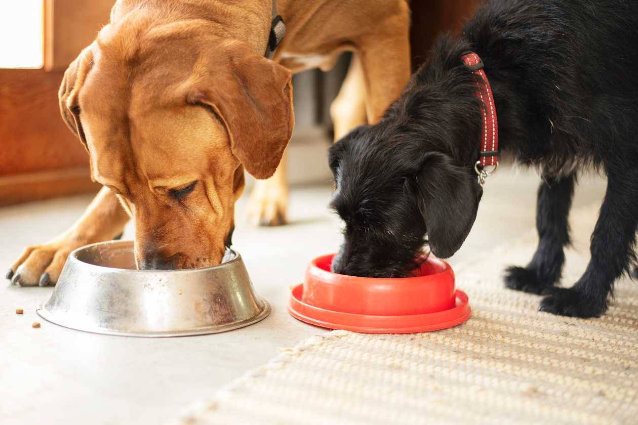 Save Money On Pet Food With These Free Resources!_2