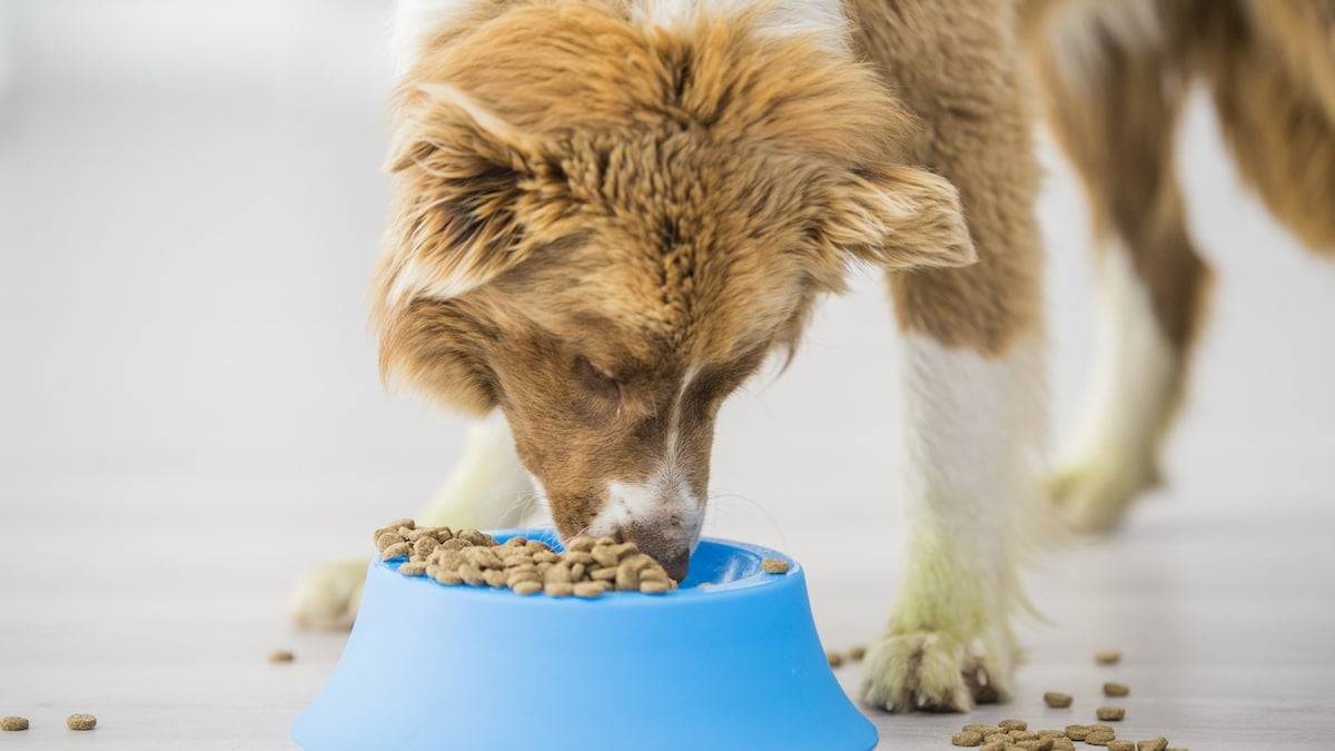 Save Money On Pet Food With These Free Resources!_3