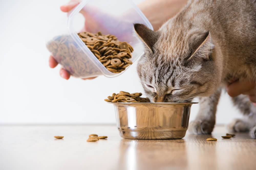 Save Money On Pet Food With These Free Resources!_4
