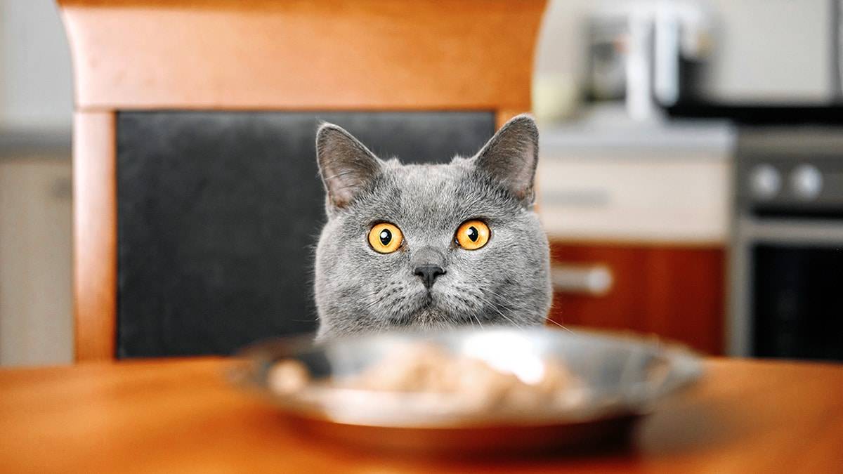 Save Money On Pet Food With These Free Resources!_5