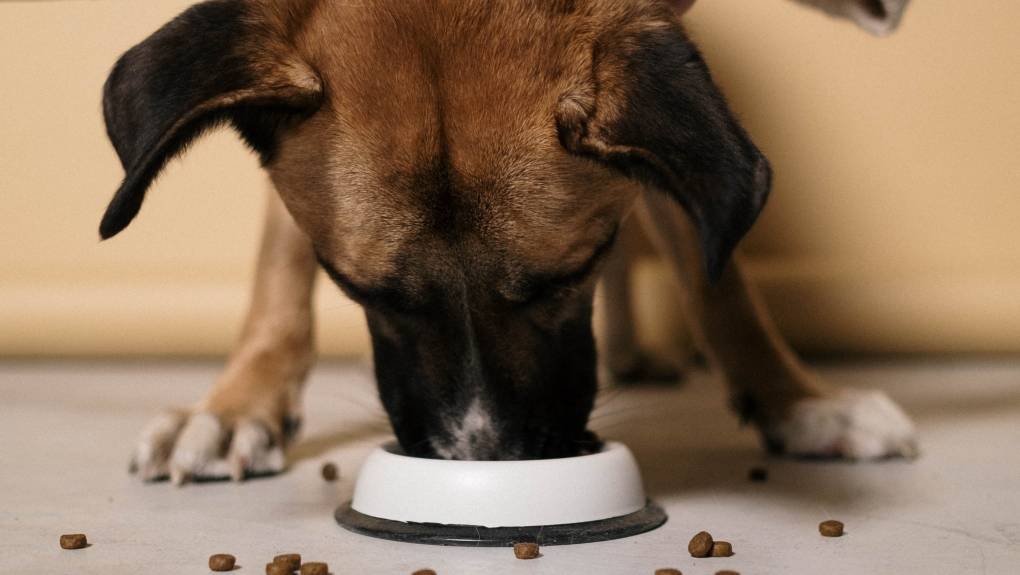 Save Money On Pet Food With These Free Resources!_6