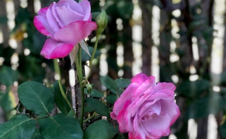 cogir-of-rohnert-park-senior-living-94928-1233781_6