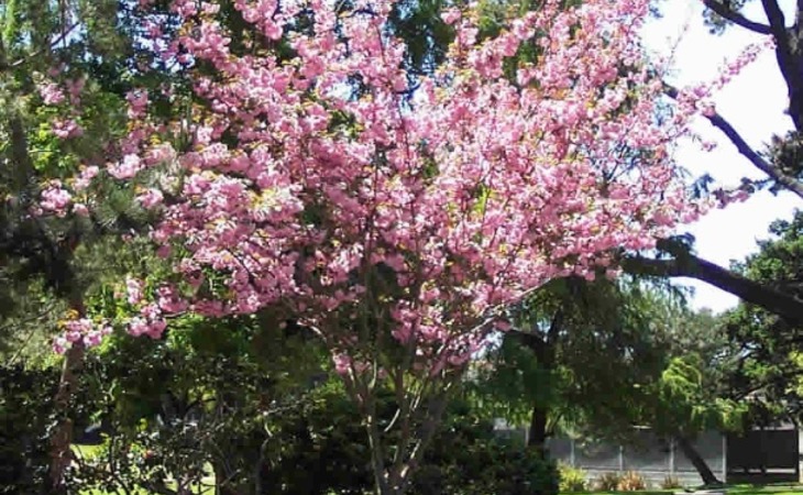 heirloom-gardens-of-burlingame-94080-1242352_2