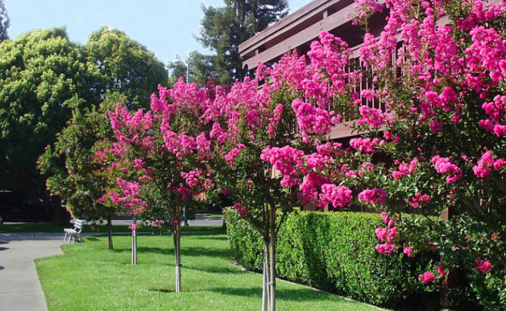 silverado-orchards-retirement-community-94574-1250506_4