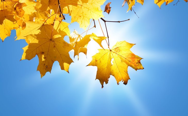 goldleaf-homecare-80237-1265624_5
