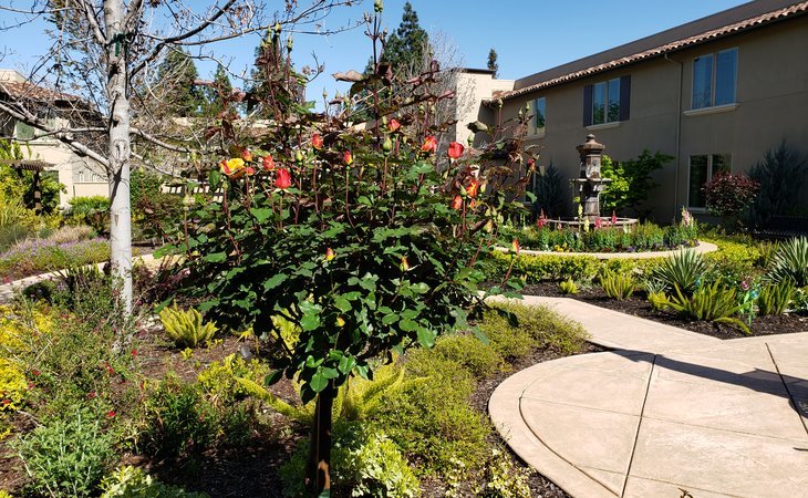 oakmont-of-concord-94520-1366386_6