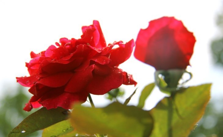 rose-garden-residence-20851-1433046_30