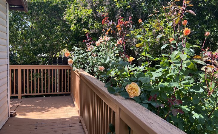 bluemeadow-care-94583-1448592_4