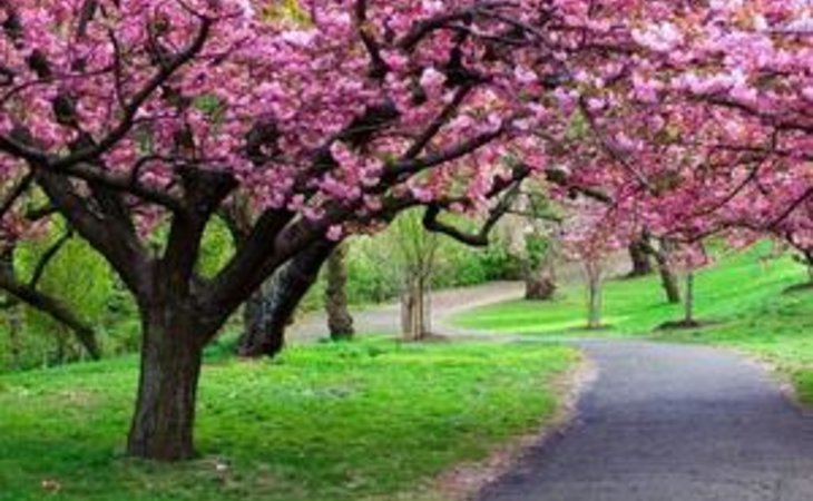 cherry-tree-nursing-center-15401-5736_2