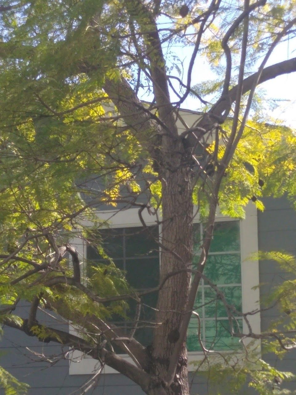 Arbor Green