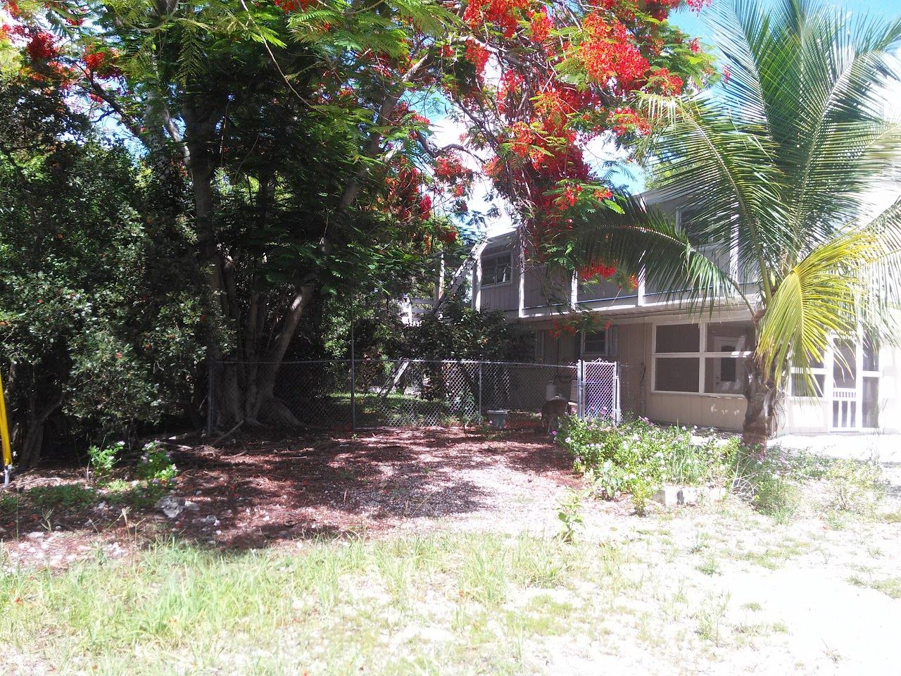 Atlantic Pines (Big Pine Key)