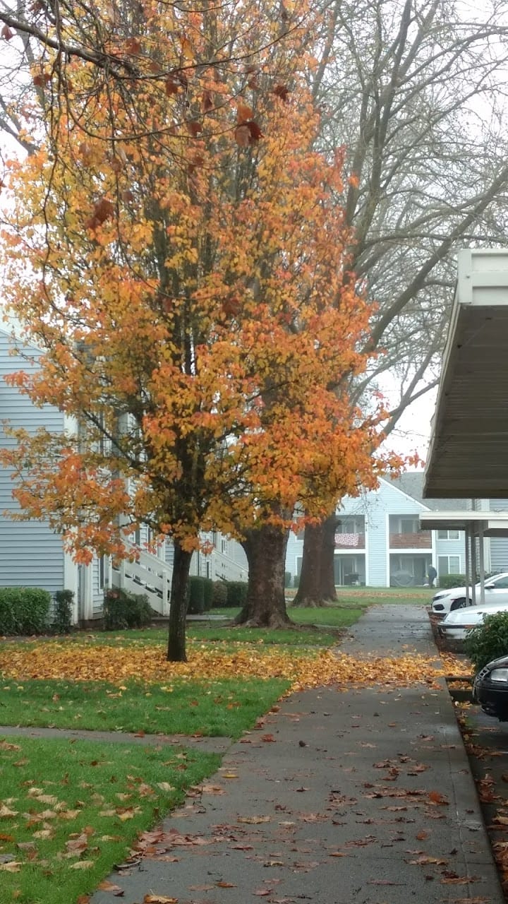 Autumn Park
