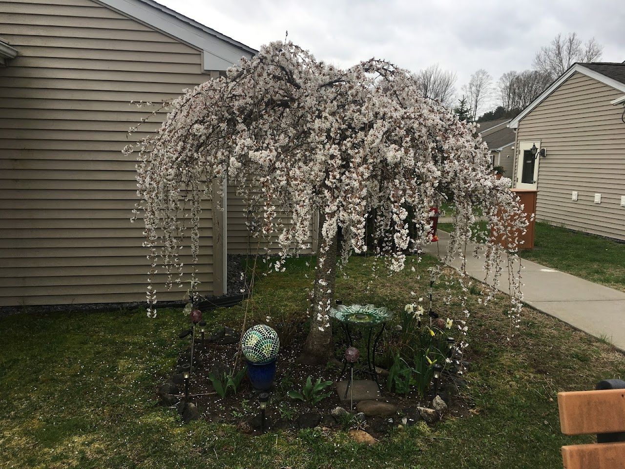 Birches At Saugerties