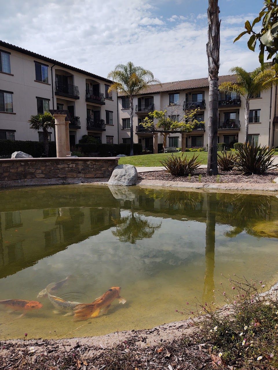 Cortina D Arroyo Grande