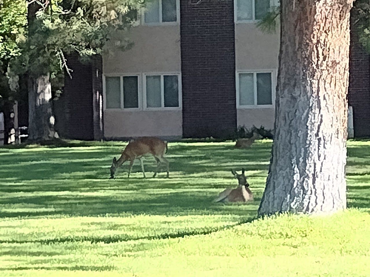 Cottage Park Apartments