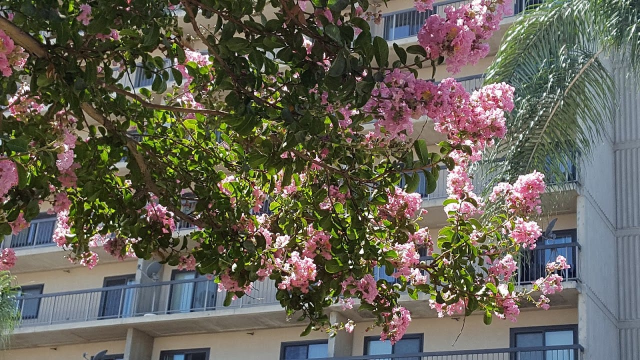 Flower Terrace