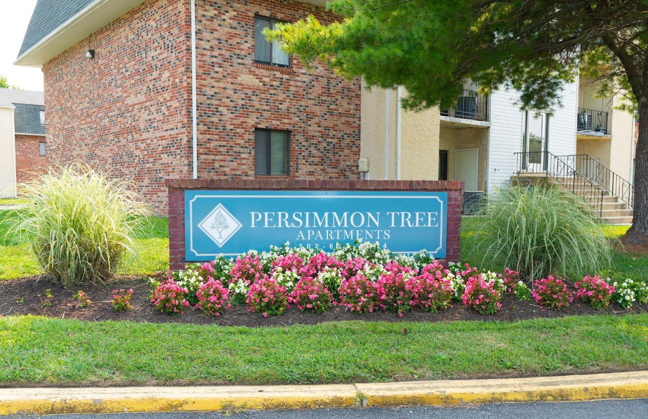 Persimmon Tree