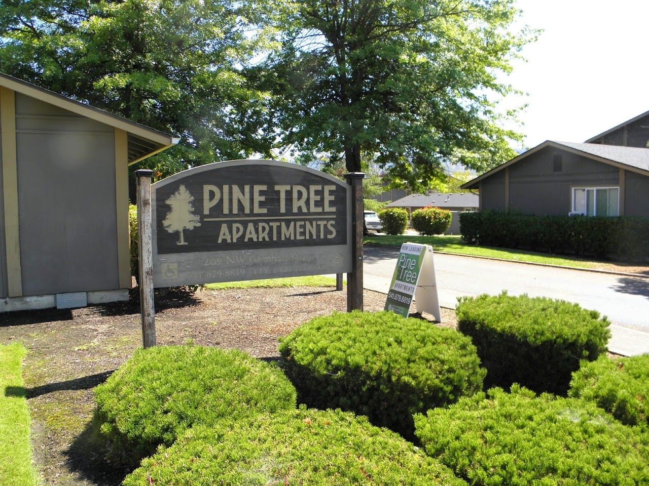 Pine Tree   Oregon 1