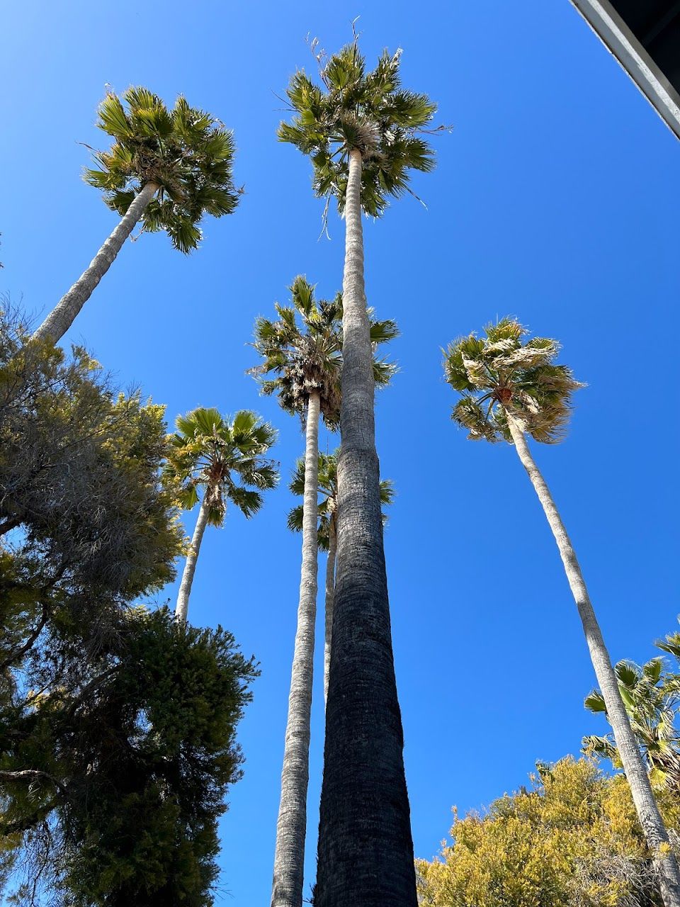 Valley Palms Apts