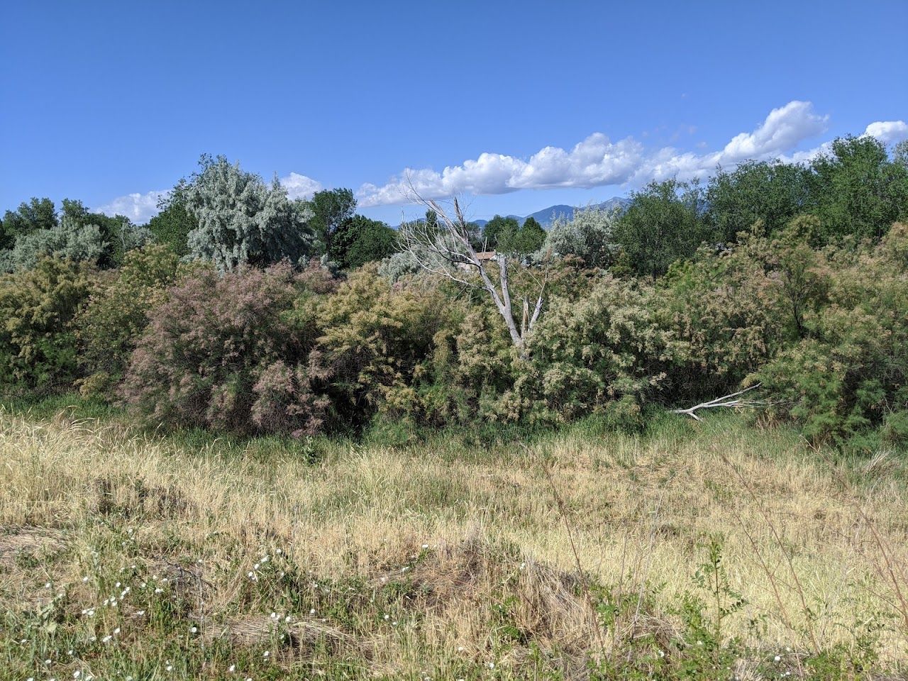 Valley Woods