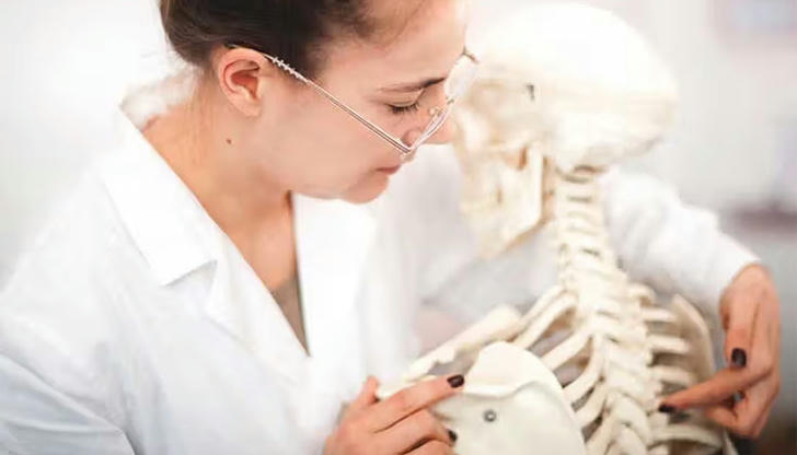 How many bones are in the adult human body?