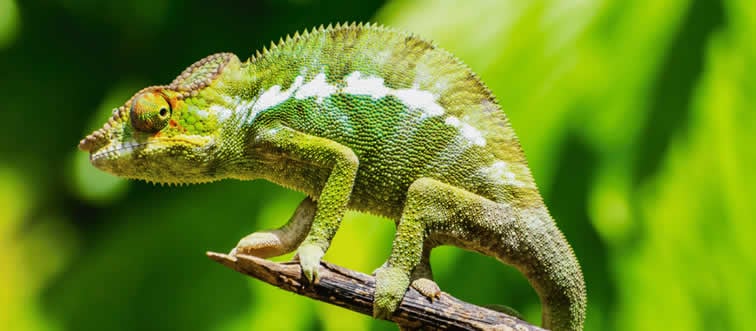 Which animal has a tongue that is longer than its entire body?