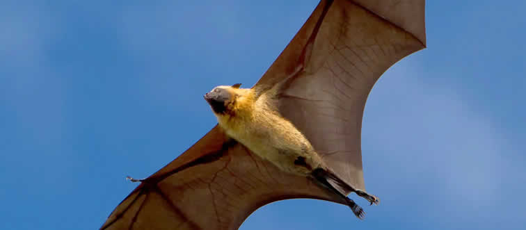 What is the only mammal capable of true flight?