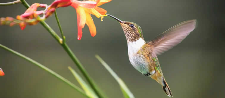 Which bird is the only one that can fly backward?