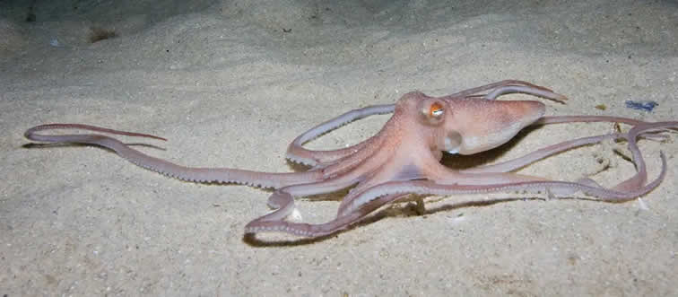 How many hearts does an octopus have?