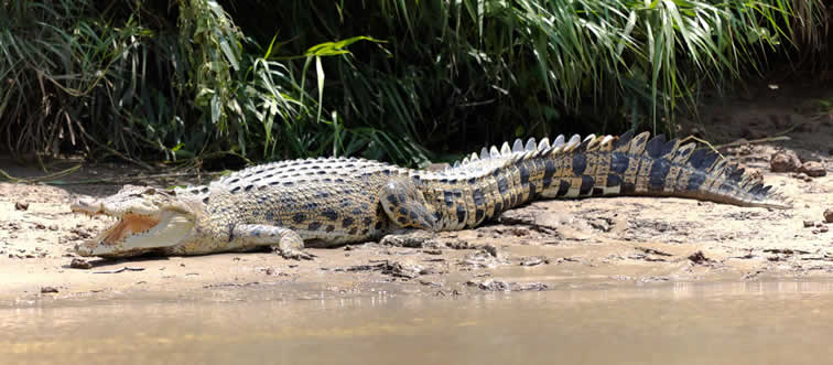 Which animal is known to have the strongest bite force in the world?