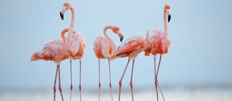 A group of these birds is famously called a "flamboyance." What are they?