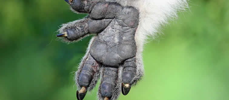 Which animal’s fingerprints are so close to a human's that they have been confused at crime scenes?