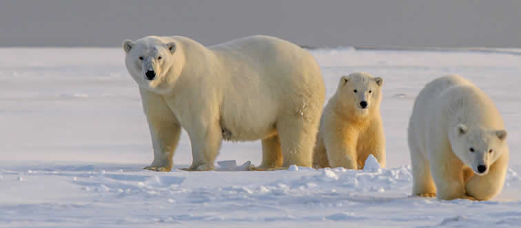 What color is a polar bear's skin?