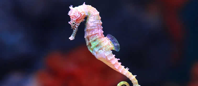 Which sea creature is the only male animal that gives birth to its young?