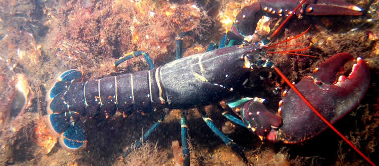 How many legs does a lobster have?