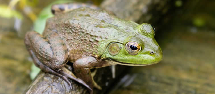 Which animal never sleeps?