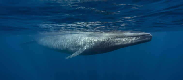 What is the largest animal to have ever lived on Earth?