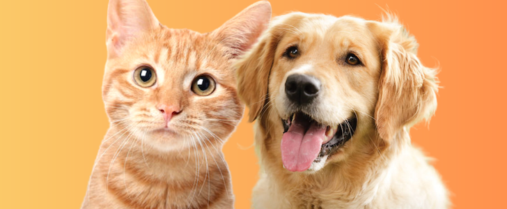 Are You A Dog Lover Or A Cat Person At Heart?