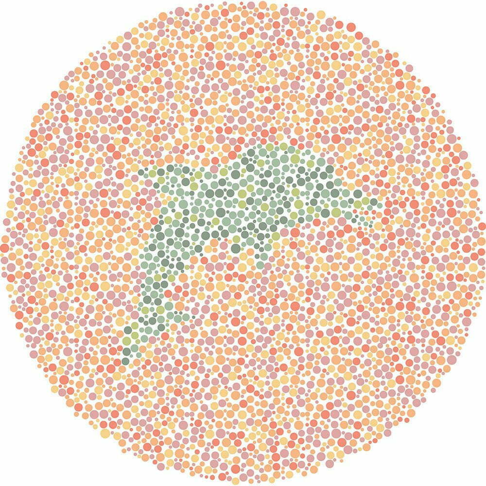 What animal do you see?