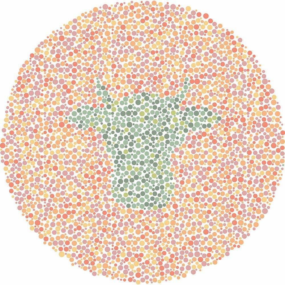What animal do you see?