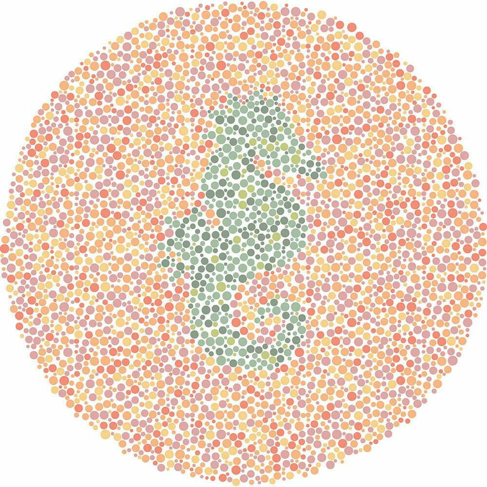 What animal do you see?