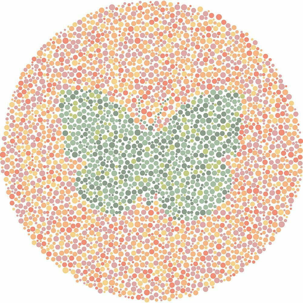 What animal do you see?