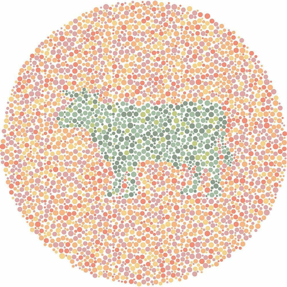 What animal do you see?
