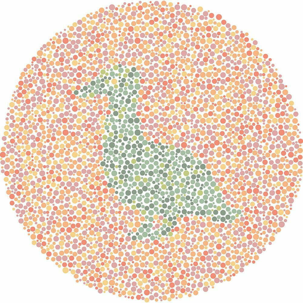 What animal do you see?