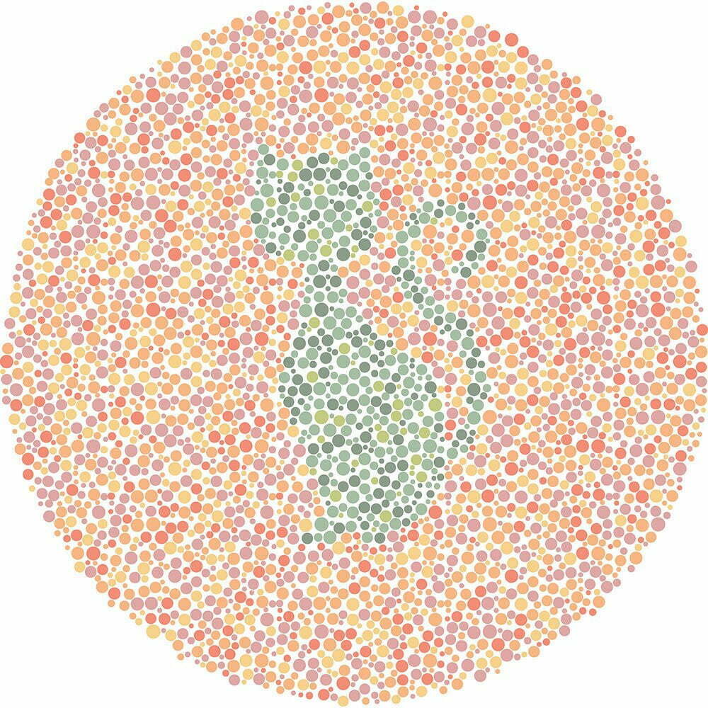 What animal do you see?