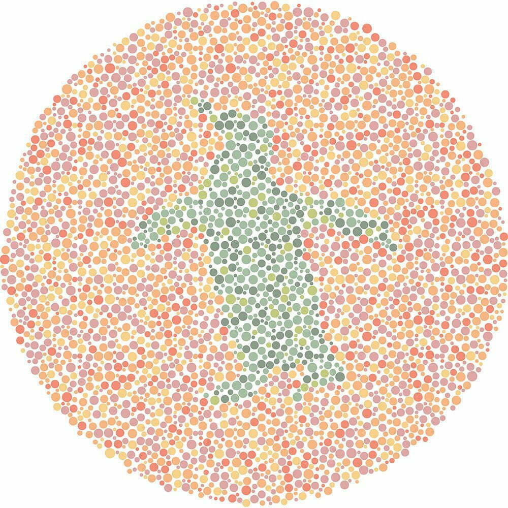 What animal do you see?