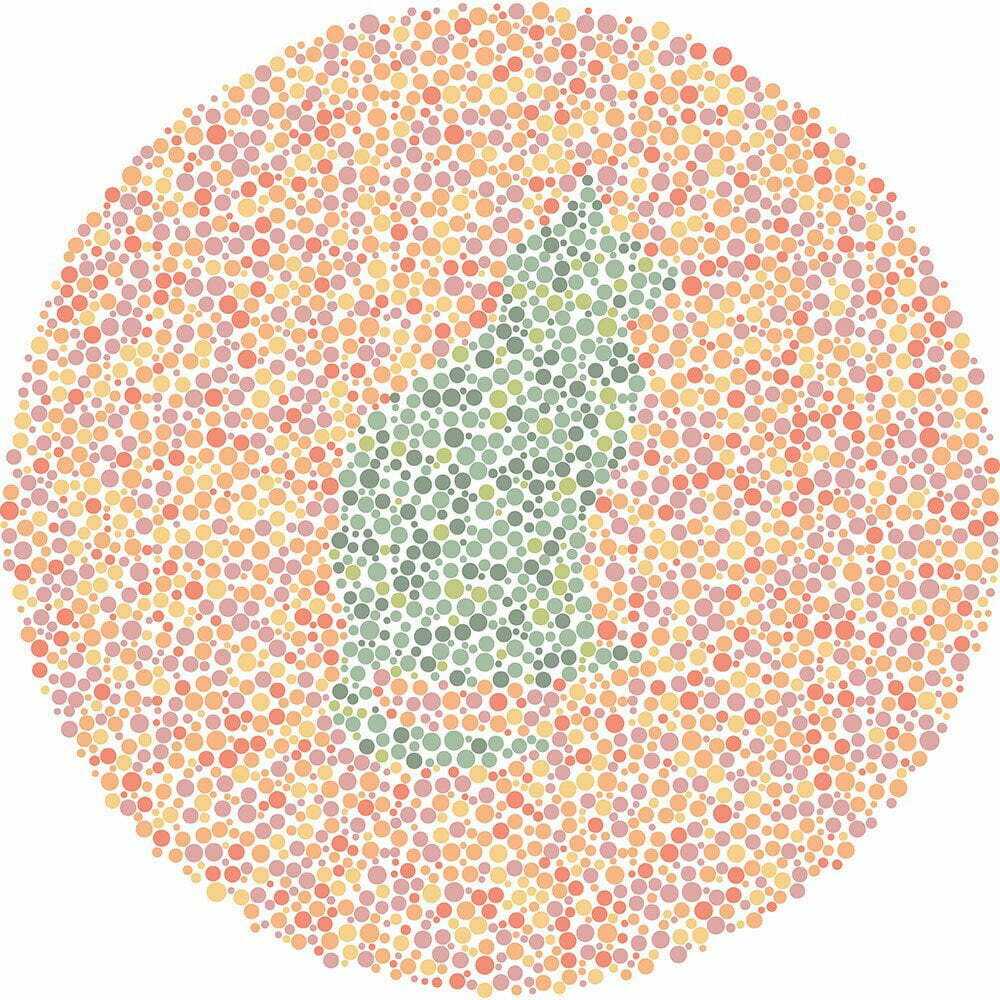 What animal do you see?